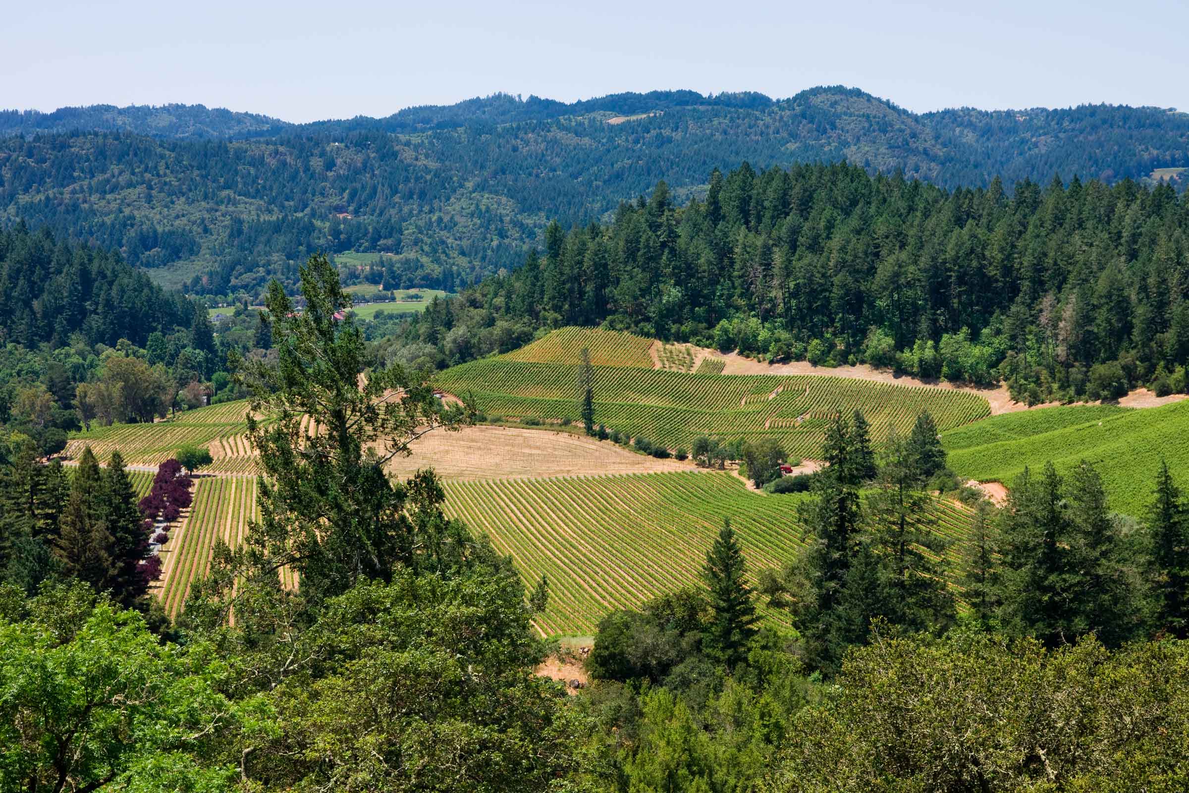Calistoga Tribune Reflect to Protect