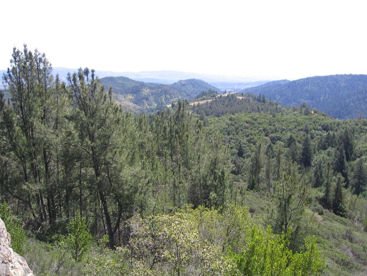 The Climate Benefits of CAL FIRE’s Forest Health Program