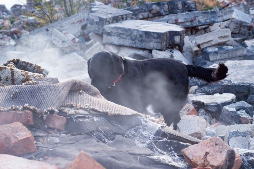 Dog climbing on broken stone after earthquake
