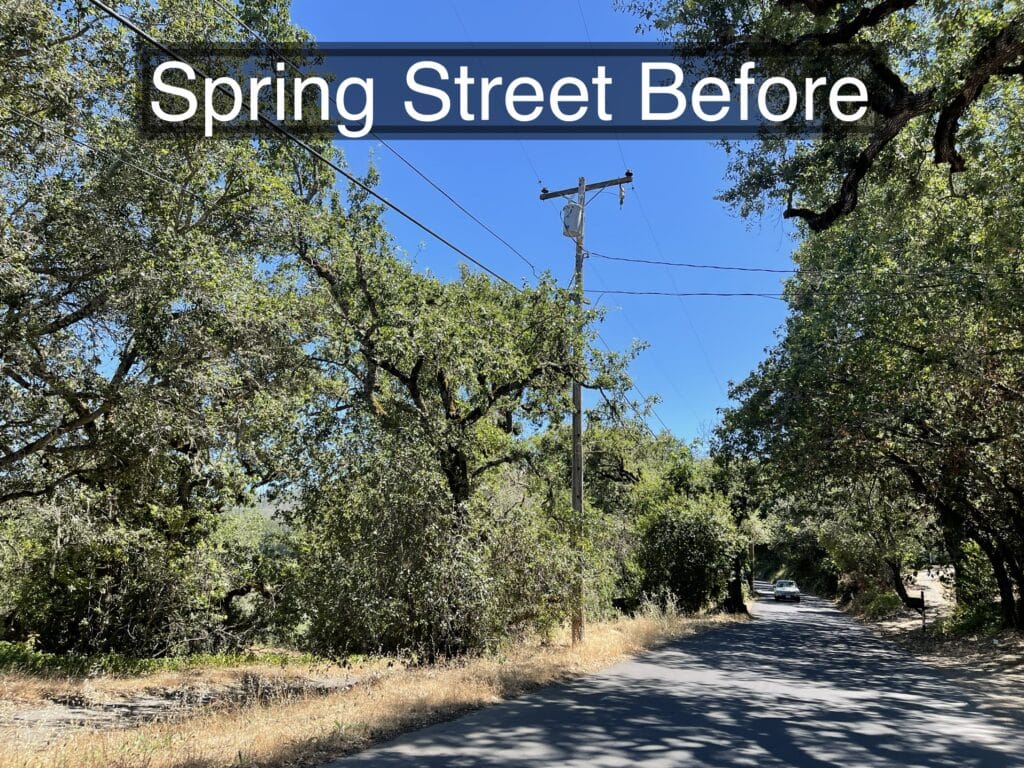 Street view of overgrown bushes and trees