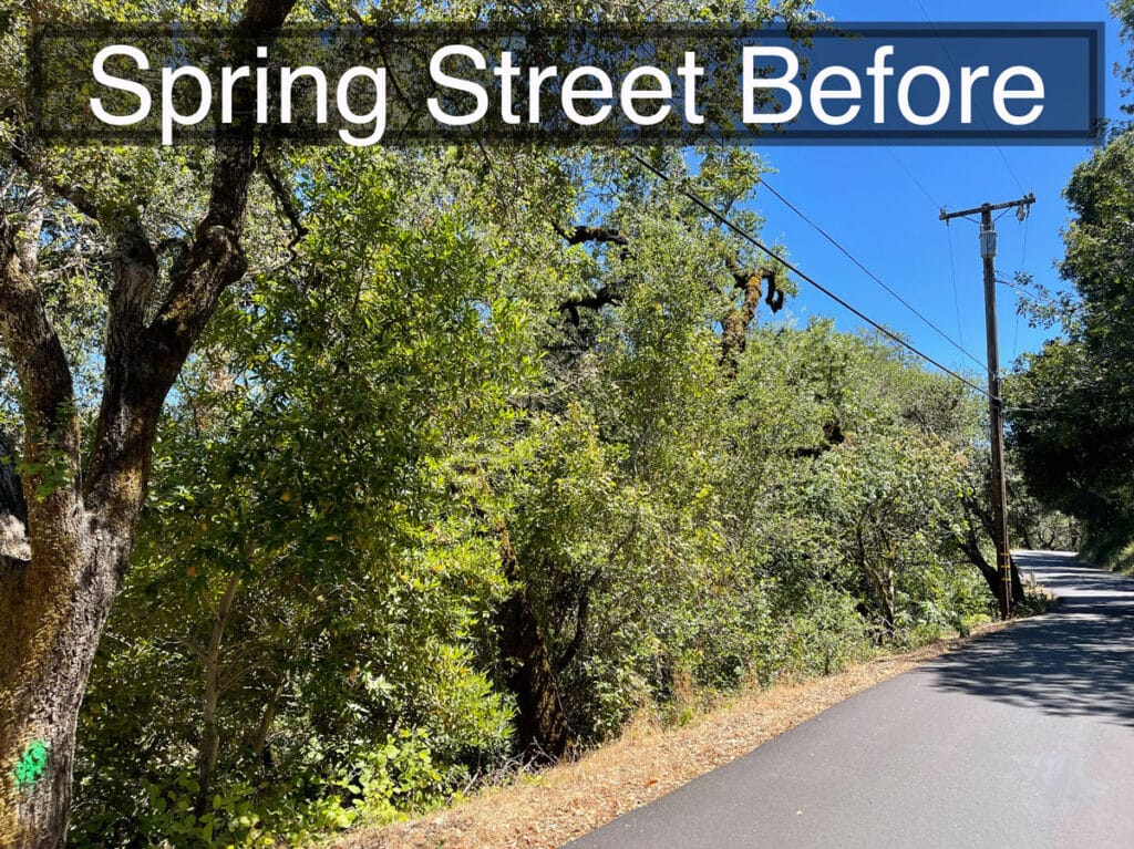Street view of overgrown bushes and trees