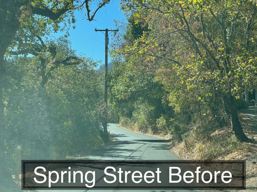 Street view of overgrown bushes and trees