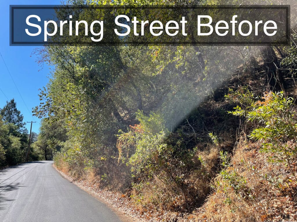 Street view of overgrown bushes and trees