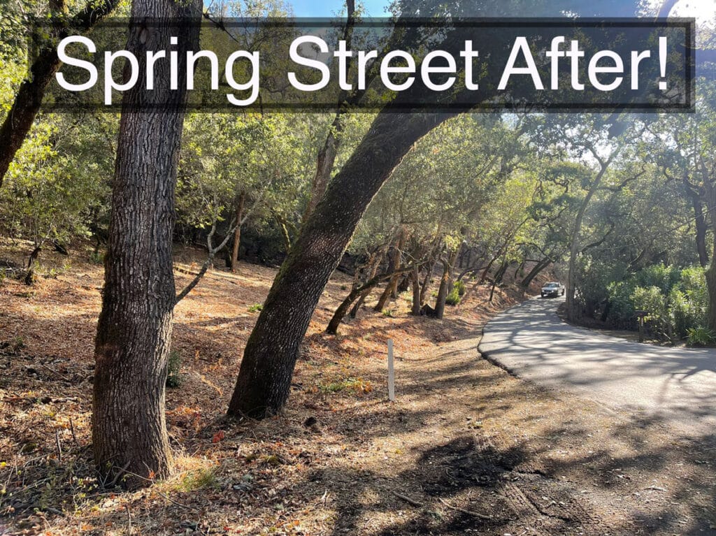 Street view of cleaned up bushes and trees