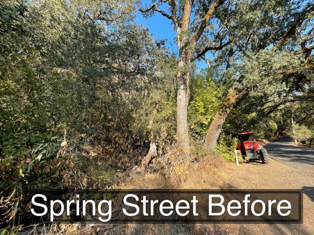 Street view of overgrown bushes and trees