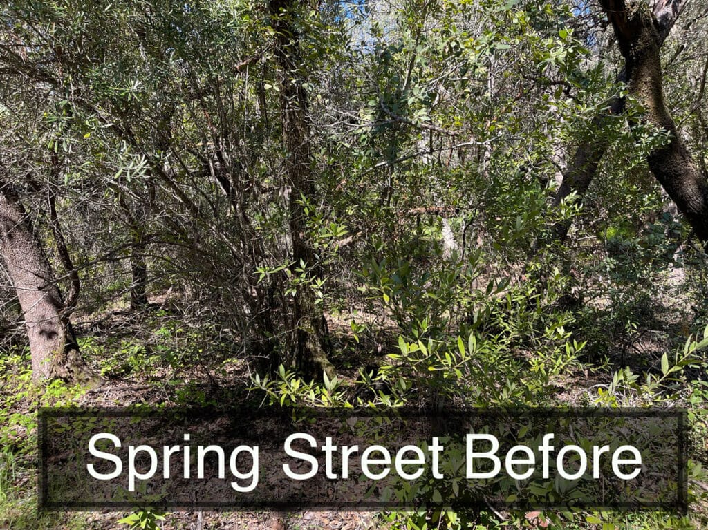 Street view of overgrown bushes and trees