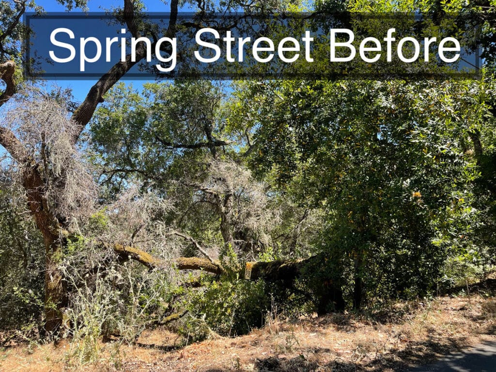 Street view of overgrown bushes and trees