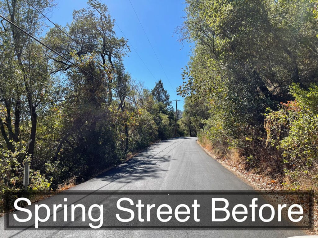 
Street view of overgrown bushes and trees