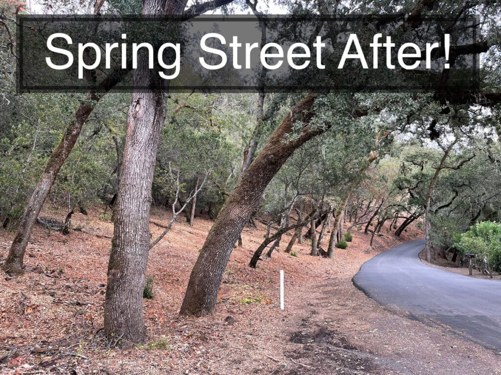 Street view of cleaned up bushes and trees