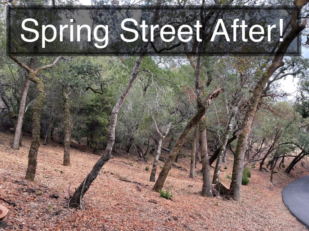 Street view of cleaned up bushes and trees
