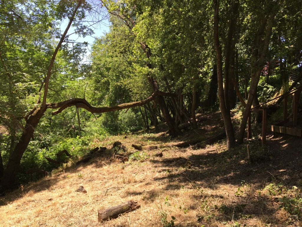 an 'after' shot of the Silver Trail fuels reduction work