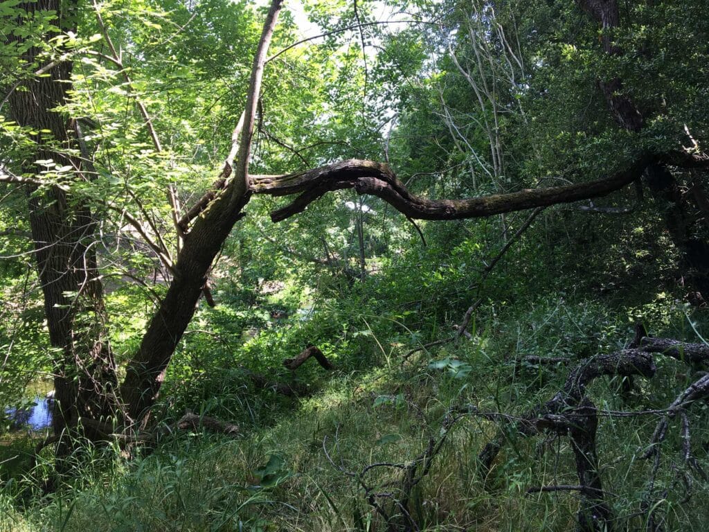 a 'before' shot of the brush that got thinned as part of the Silver Trail project