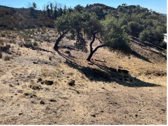 hillside free of dry brush
