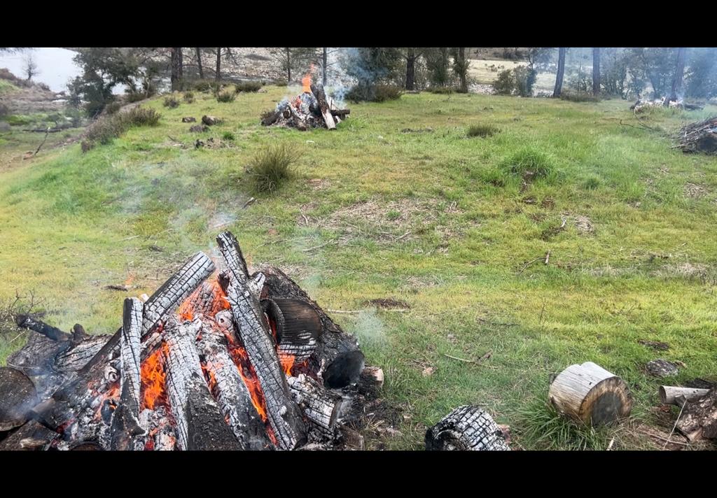 Piles of cut wood burning on a grassy knoll