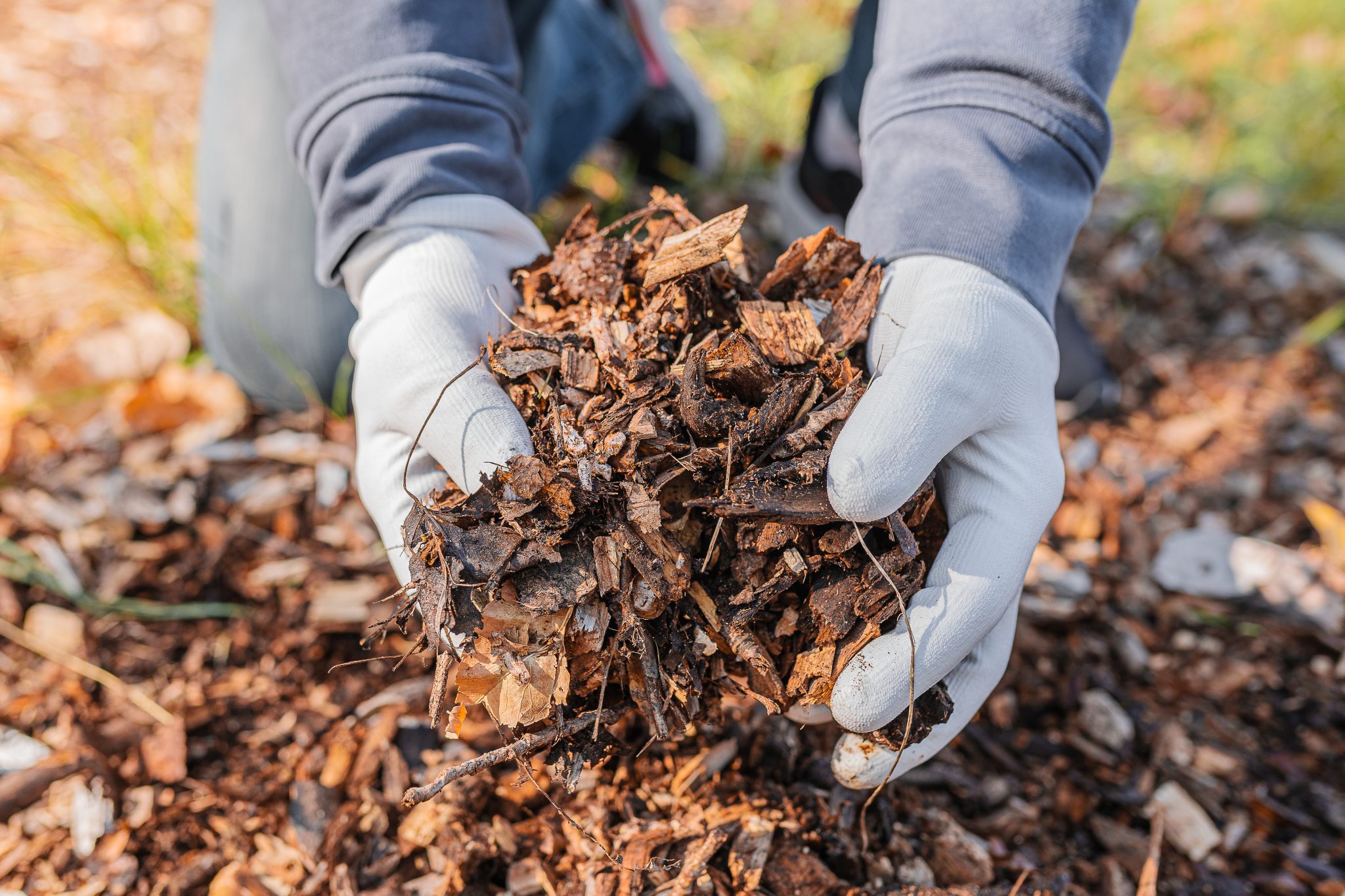 gloved hands hold a pile of mulch