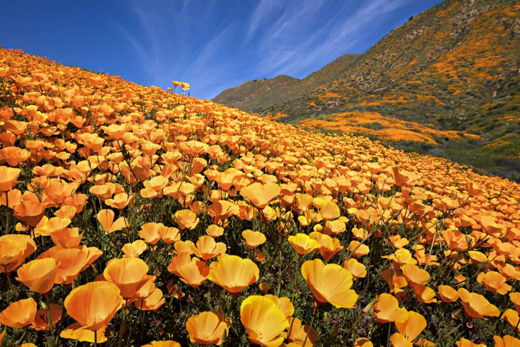 field of orange flowers