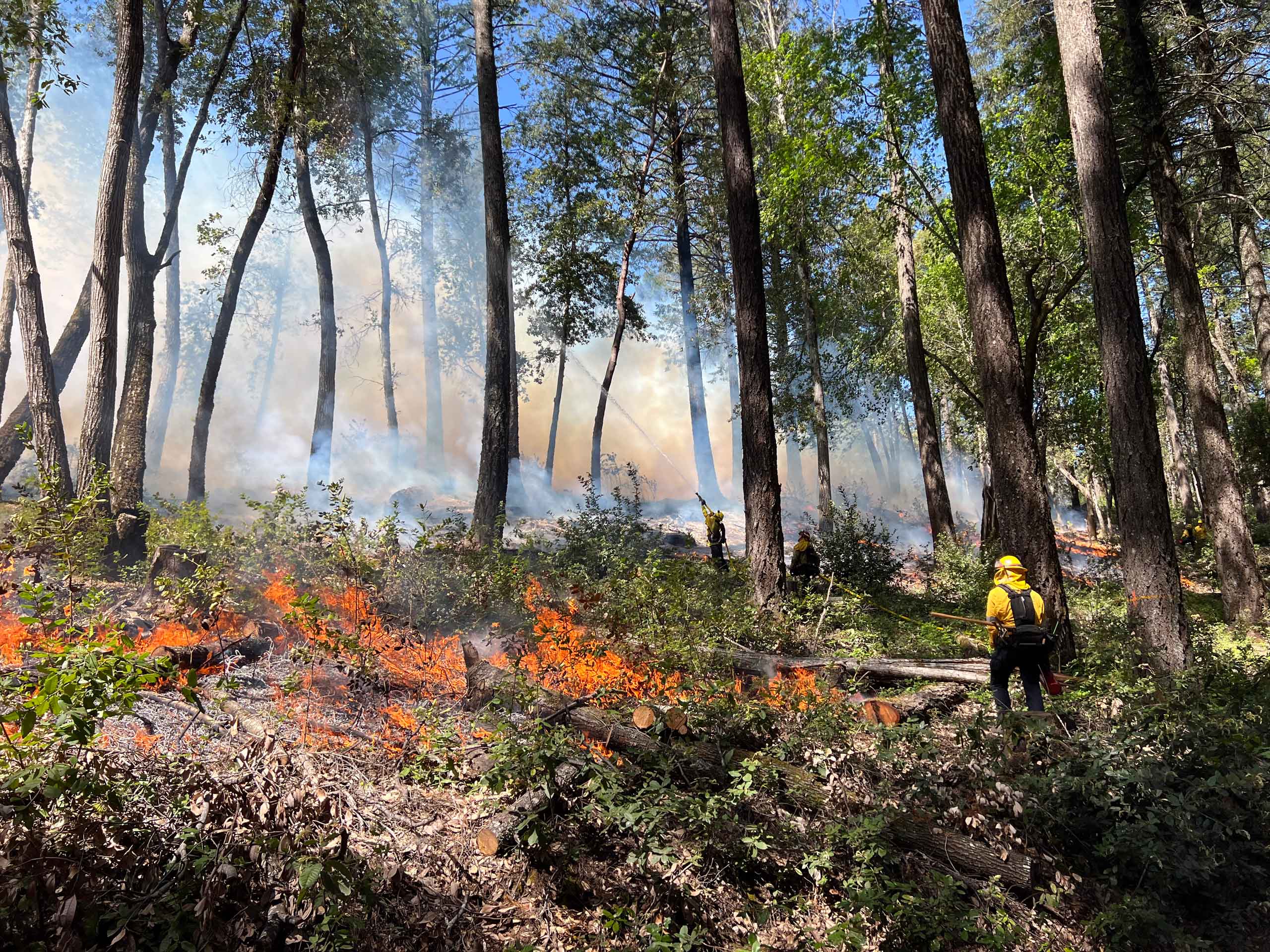 Firefighter working to contain low flames in a heavily wooded area